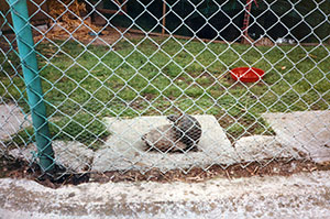 Click for previous image...