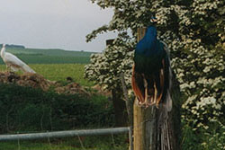 Click for next image...