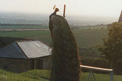 Click for previous image...