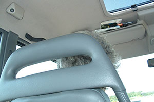 Click for next image...