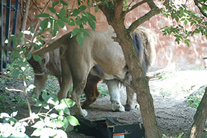 Click for previous image...