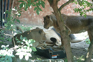 Click for previous image...