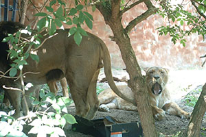 Click for next image...