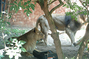 Click for previous image...