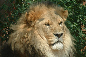 Click for previous image...