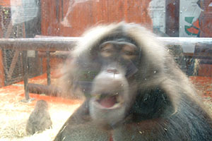 Click for previous image...