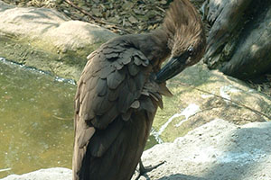 Click for next image...