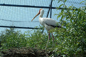 Click for previous image...