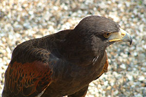 Click for previous image...