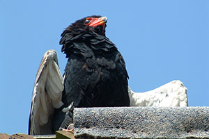 Click for previous image...