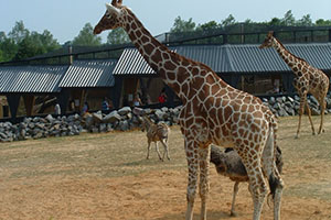 Click for next image...