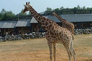 Click for next image...