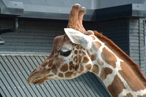 Click for next image...