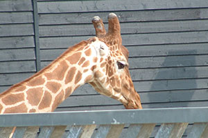 Click for previous image...