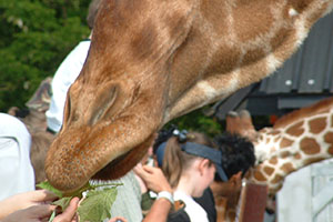 Click for previous image...