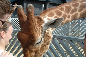 Click for previous image...