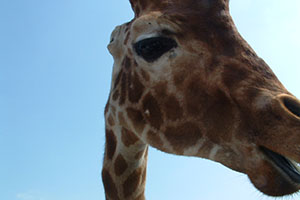 Click for previous image...