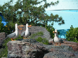 Click for previous image...