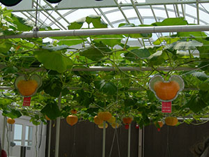 Click for next image...