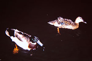 Click for previous image...