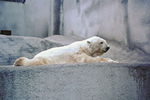 Click for previous image...