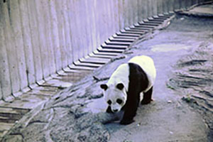 Click for previous image...