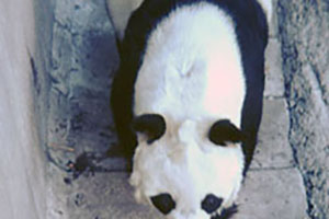 Click for previous image...