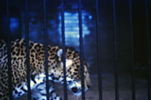 Click for next image...