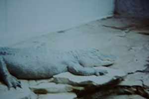 Click for next image...