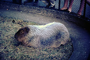 Click for next image...