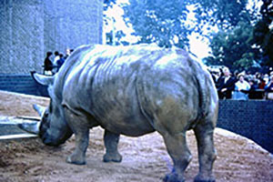 Click for previous image...