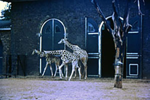 Click for previous image...