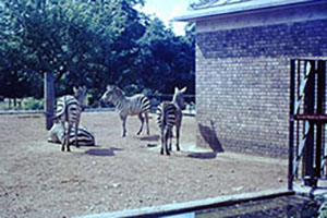 Click for previous image...