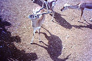 Click for previous image...