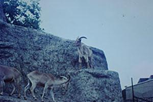 Click for next image...