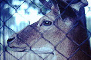 Click for previous image...