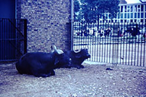 Click for next image...