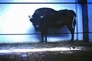 Click for previous image...