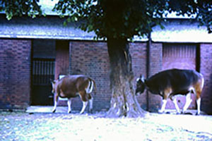 Click for previous image...