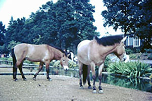 Click for previous image...