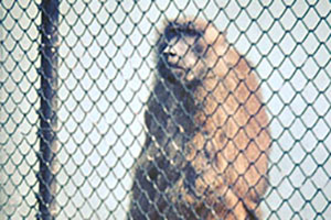 Click for next image...