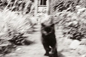 Click for previous image...